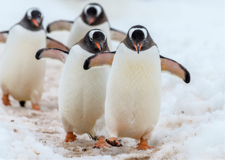 Hurtigruten